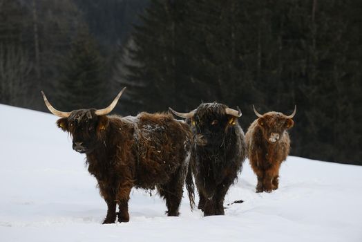 nature scene with cow animal at winter with snow  mountain landscape in background