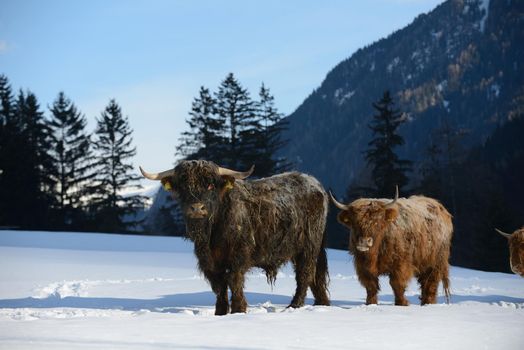 nature scene with cow animal at winter with snow  mountain landscape in background