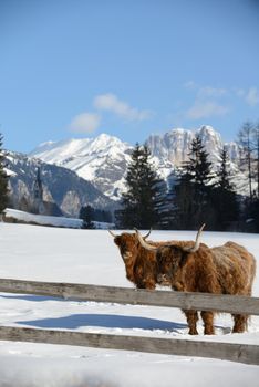 nature scene with cow animal at winter with snow  mountain landscape in background