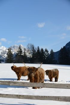 nature scene with cow animal at winter with snow  mountain landscape in background