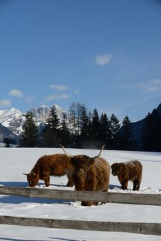 nature scene with cow animal at winter with snow  mountain landscape in background