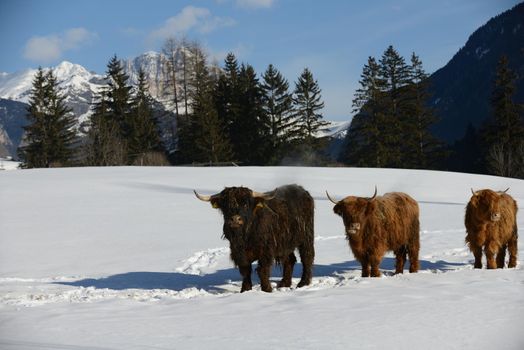 nature scene with cow animal at winter with snow  mountain landscape in background