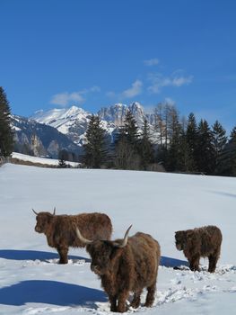 nature scene with cow animal at winter with snow  mountain landscape in background