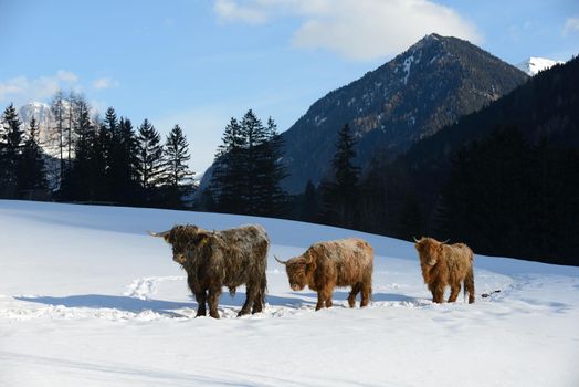 nature scene with cow animal at winter with snow  mountain landscape in background