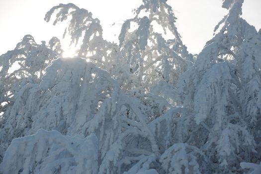 winter nature scene, fresh snow on bare branches in mountain at sunny day