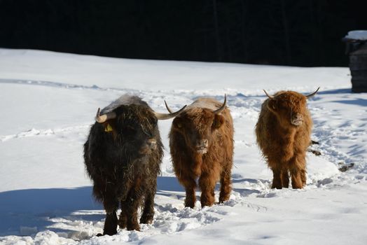 nature scene with cow animal at winter with snow  mountain landscape in background