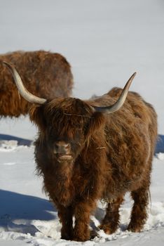 nature scene with cow animal at winter with snow  mountain landscape in background