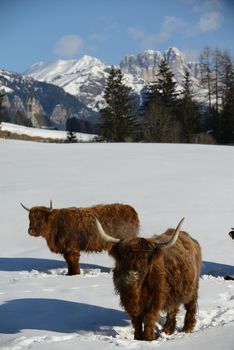 nature scene with cow animal at winter with snow  mountain landscape in background