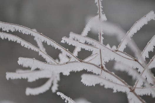 mist frost closeup macro at einter early morning