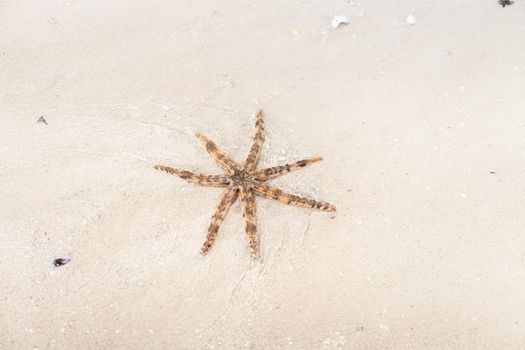 Seastar sea star on the beach sand