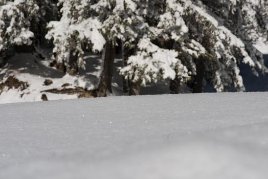 fresh snow close up background in winter forest landscape nature in sunny morning