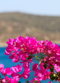 Purple bougainvillea flowers on the background of the sea and the island. Summer vacation and coastal nature concept