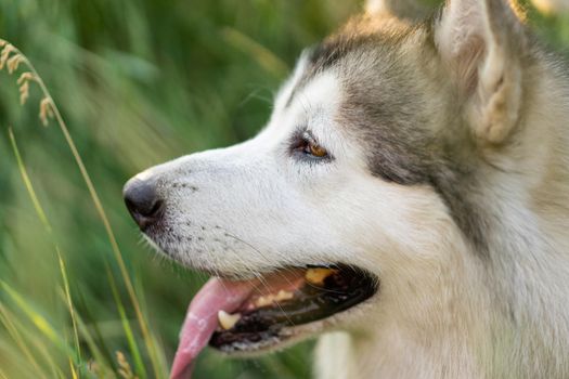Adorable husky dog with tonque out closeup portrait in the grass in field. Beautiful doggy with incredible eyes looking back