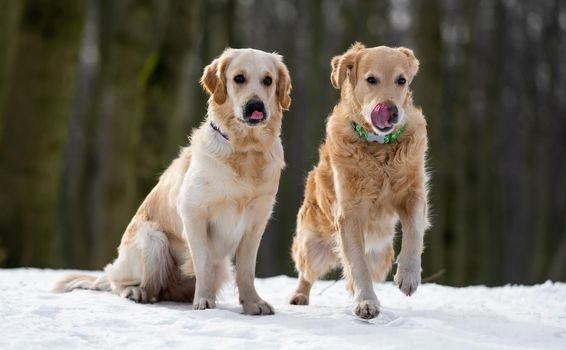 Two golden retriever dogs outdoor looking at food and lick their noses with tonques ready to eat. Doggy sitting on the snow in winter wood
