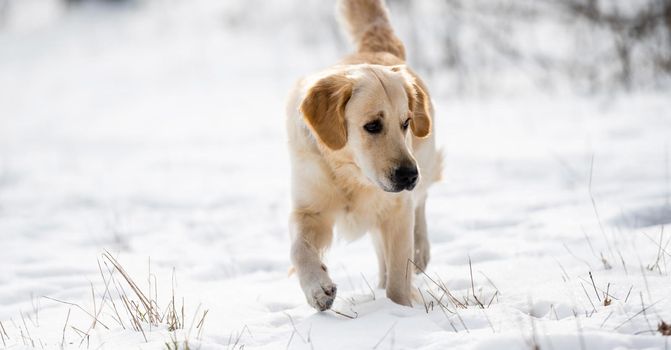 Golden retriever dog walking in wintertime and looking at snow. Cute doggy outdoor in wintertime