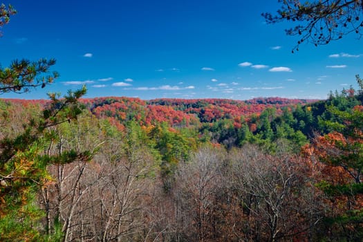 Fall colors along the Silvermine Arch Trail at Red River Gorge, KY.