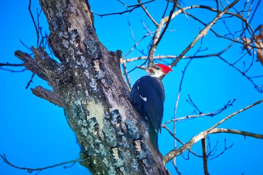 Male Pileated Woodpecker searching for insects against a blue sky.