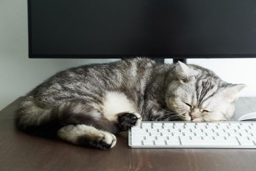 Keep calm and stay home concept. Fluffy cat sleeps on desktop next to computer. Calmness, equanimity, comfortable sweet cozy home