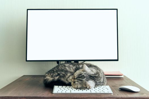 Keep calm and stay home concept. Fluffy cat sleeps on desktop next to computer. Calmness, equanimity, comfortable sweet cozy home. mock up, copy space, template,