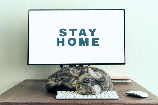 Keep calm and stay home concept. Fluffy cat sleeps on desktop next to computer. Calmness, equanimity, comfortable sweet cozy home