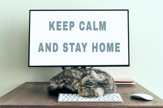 Keep calm and stay home concept. Fluffy cat sleeps on desktop next to computer. Calmness, equanimity, comfortable sweet cozy home