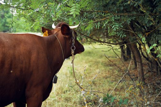 animals mammals grazing farm cow nature agriculture. High quality photo