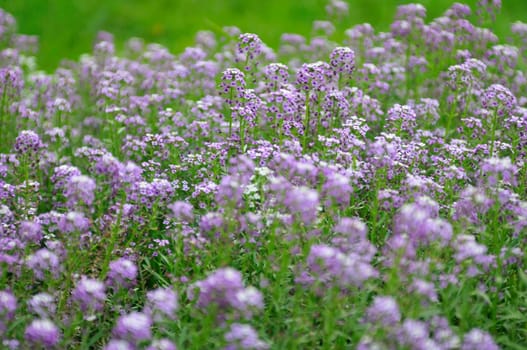 purple flower background