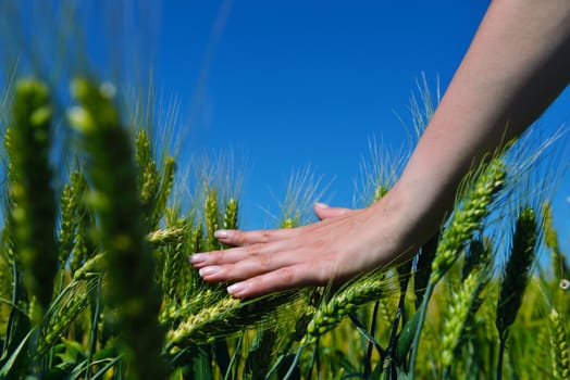 Hand in wheat field. Harvest and gold food agriculture  concept