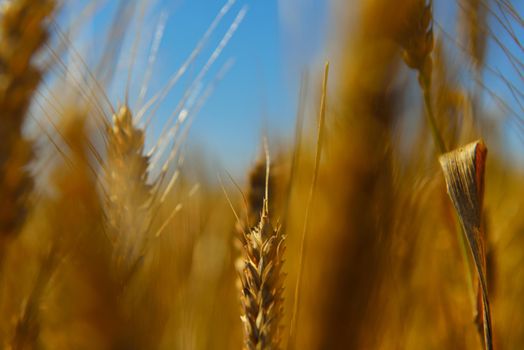 Golden wheat field with blue sky in background