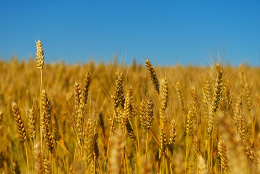 Golden wheat field with blue sky in background