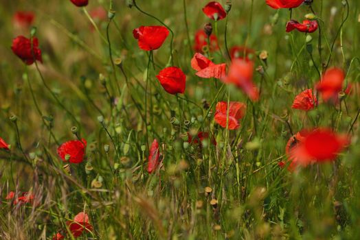 Field of Corn Poppy Flowers field background  Papaver rhoeas in Spring