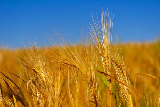 Golden wheat field with blue sky in background