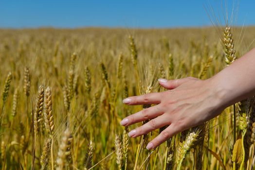 Hand in wheat field. Harvest and gold food agriculture  concept