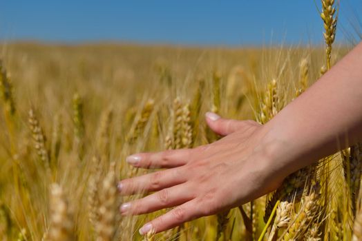 Hand in wheat field. Harvest and gold food agriculture  concept