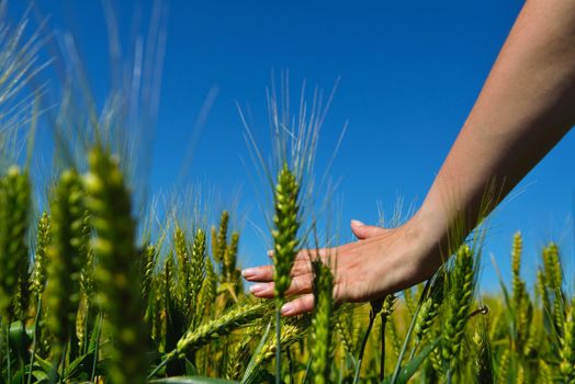 Hand in wheat field. Harvest and gold food agriculture  concept