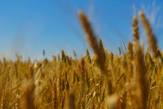 Golden wheat field with blue sky in background