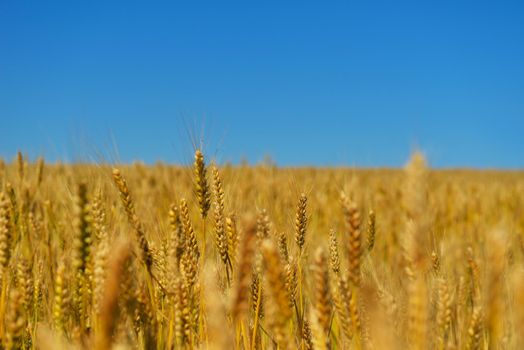 Golden wheat field with blue sky in background