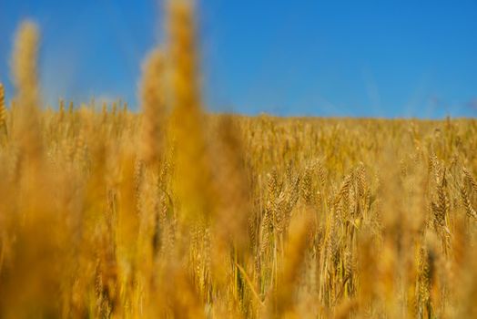 Golden wheat field with blue sky in background