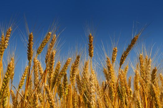 Golden wheat field with blue sky in background