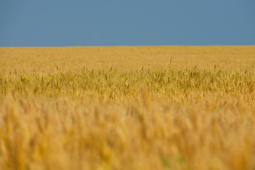 Golden wheat field with blue sky in background