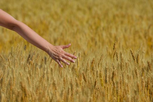 Hand in wheat field. Harvest and gold food agriculture  concept