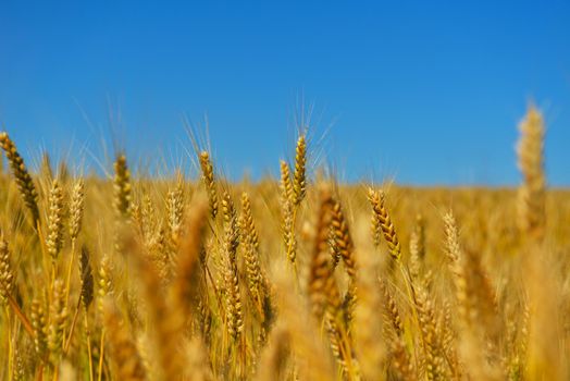 Golden wheat field with blue sky in background