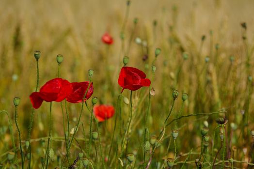 Field of Corn Poppy Flowers field background  Papaver rhoeas in Spring