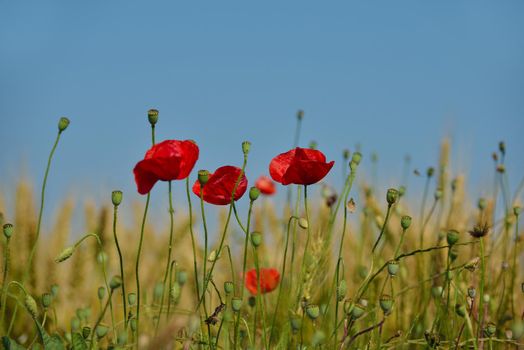 Field of Corn Poppy Flowers field background  Papaver rhoeas in Spring