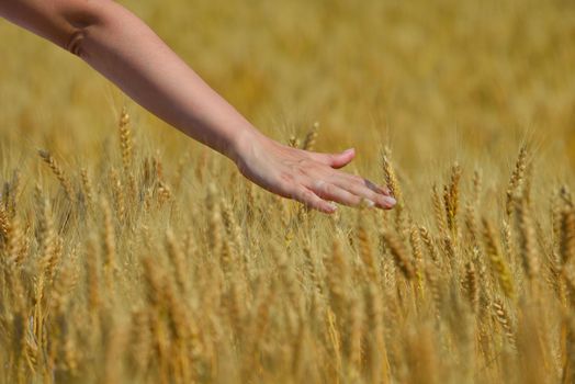 Hand in wheat field. Harvest and gold food agriculture  concept