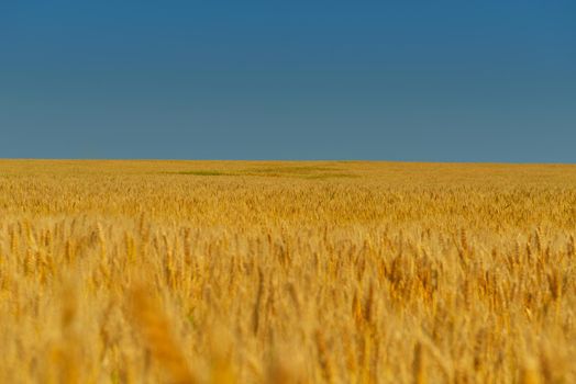 Golden wheat field with blue sky in background