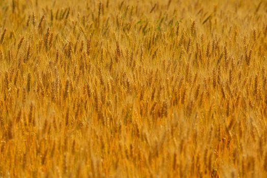 Golden wheat field with blue sky in background