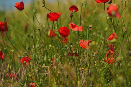 Field of Corn Poppy Flowers field background  Papaver rhoeas in Spring