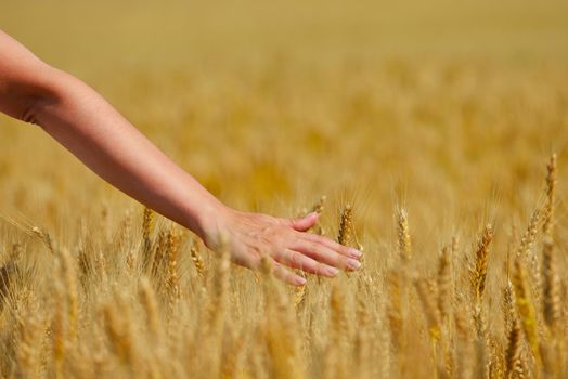 Hand in wheat field. Harvest and gold food agriculture  concept