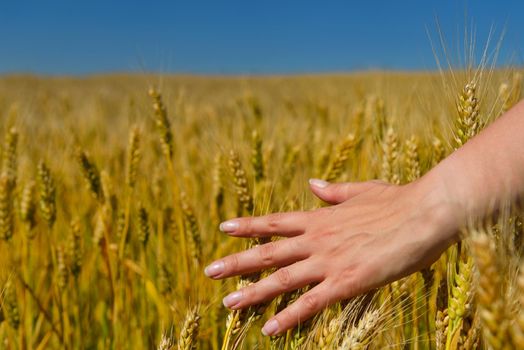 Hand in wheat field. Harvest and gold food agriculture  concept